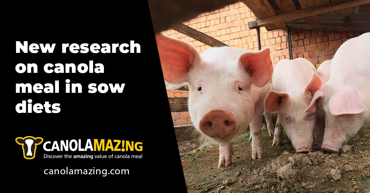 Featured image for “Results from the Nyachoti Lab provide accurate phosphorus availability values for canola meal in sow”