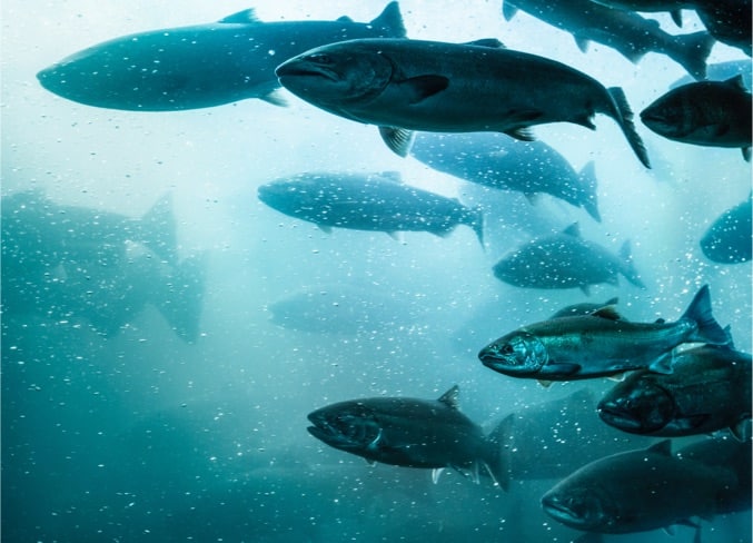 Featured image for “Home”