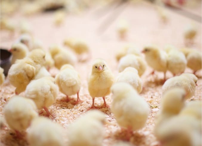 Featured image for “Home”