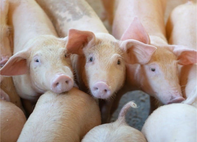 Featured image for “Home”